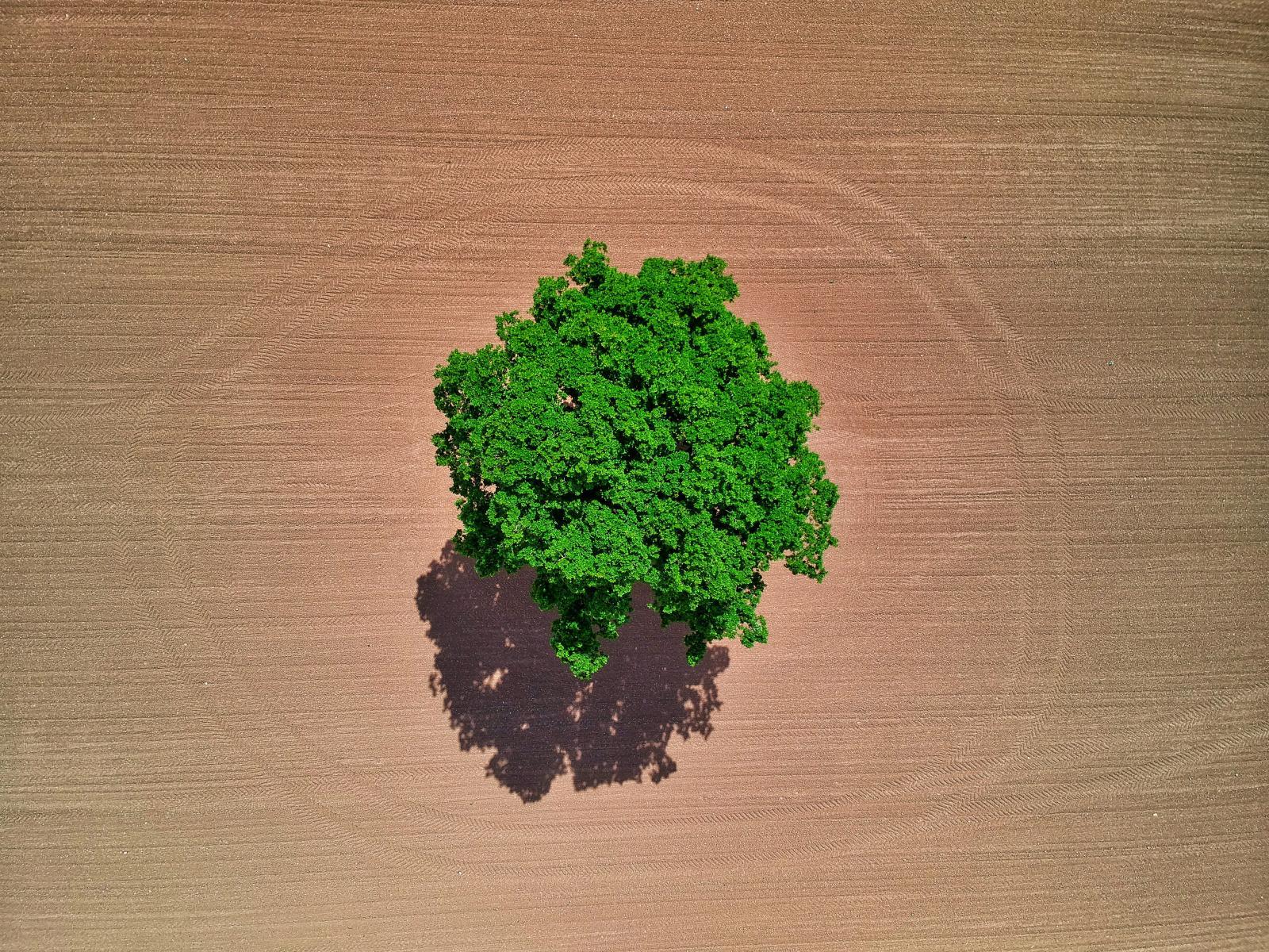 Foto aus der Vogelperspektive von einem einzelnen grünen Baum inmitten eines braunen Feldes.