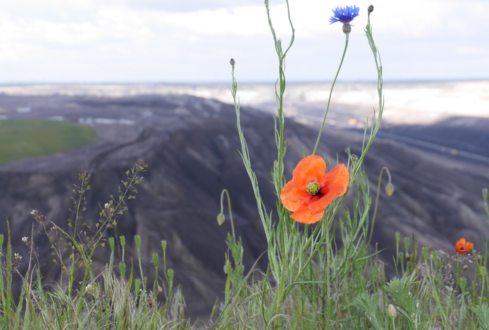 Mohn- und Kornblumen im Vordergrund, im Hintergrund ein Braunkohletagebau