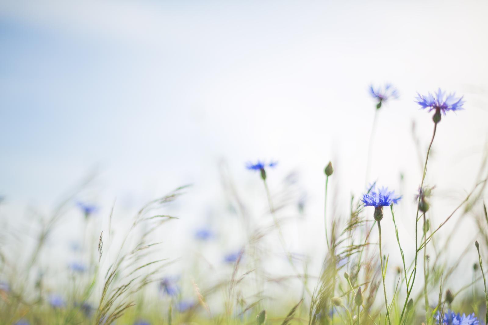 Blumenwiese