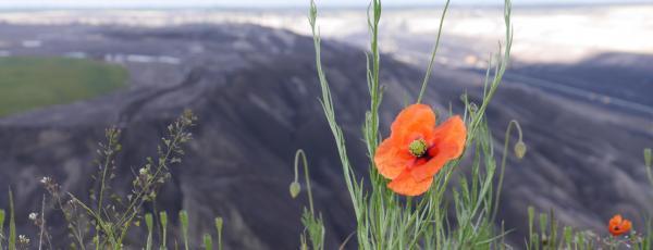 Mohn- und Kornblumen im Vordergrund, im Hintergrund ein Braunkohletagebau