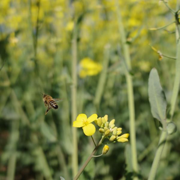 Foto einer Blumenwiese mit einer Biene im Vordergrund